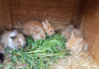 Hinterreiter Hasen